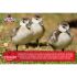 20 flock maker crumbles chicken feed all natural chestnut mountain feed company