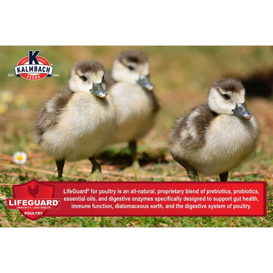 20 flock maker crumbles chicken feed all natural chestnut mountain feed company