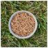 dried mealworms pecking order